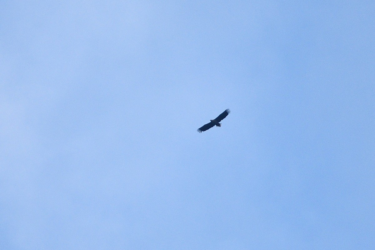 White-tailed Eagle - ML73287101
