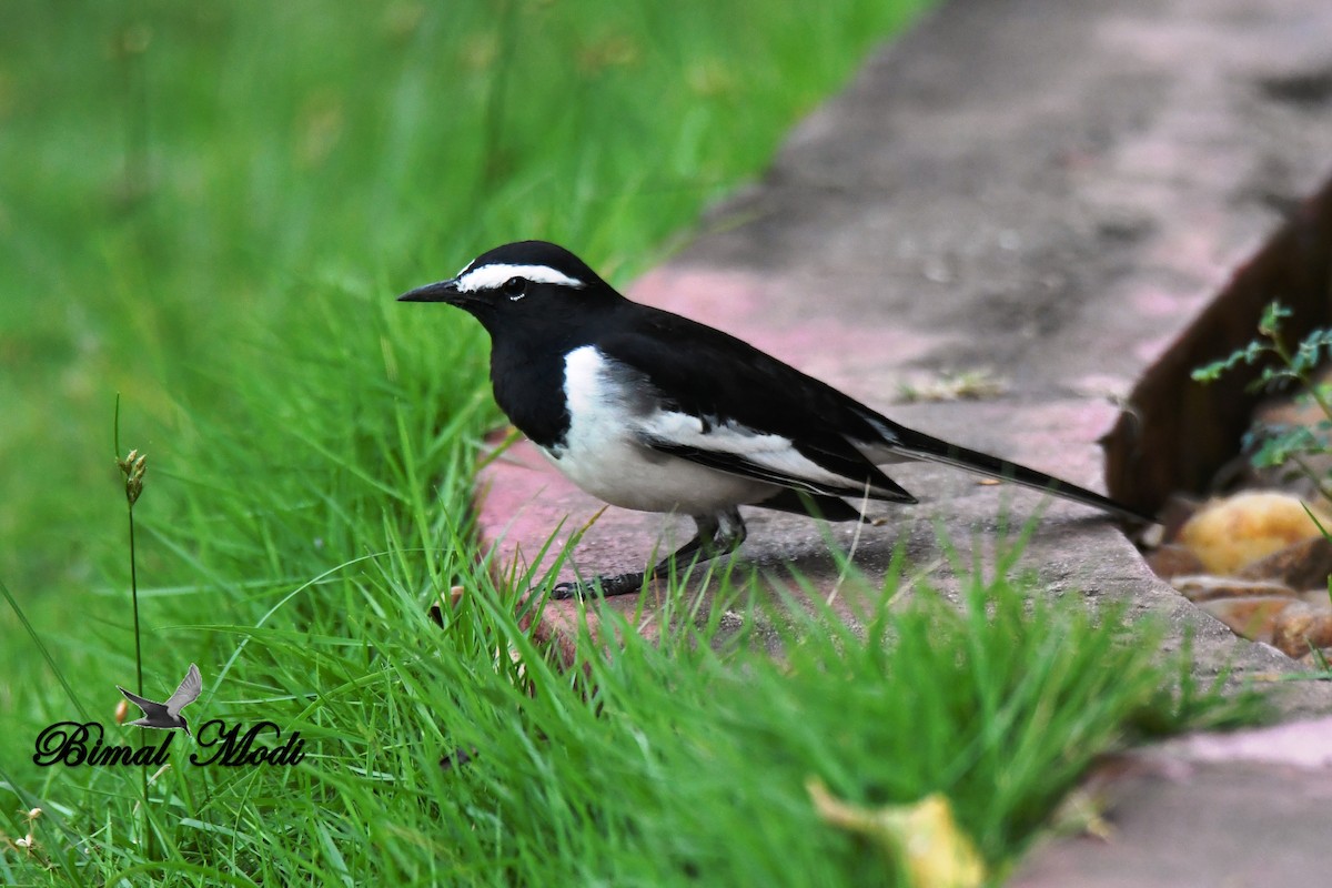 White-browed Wagtail - ML73287591