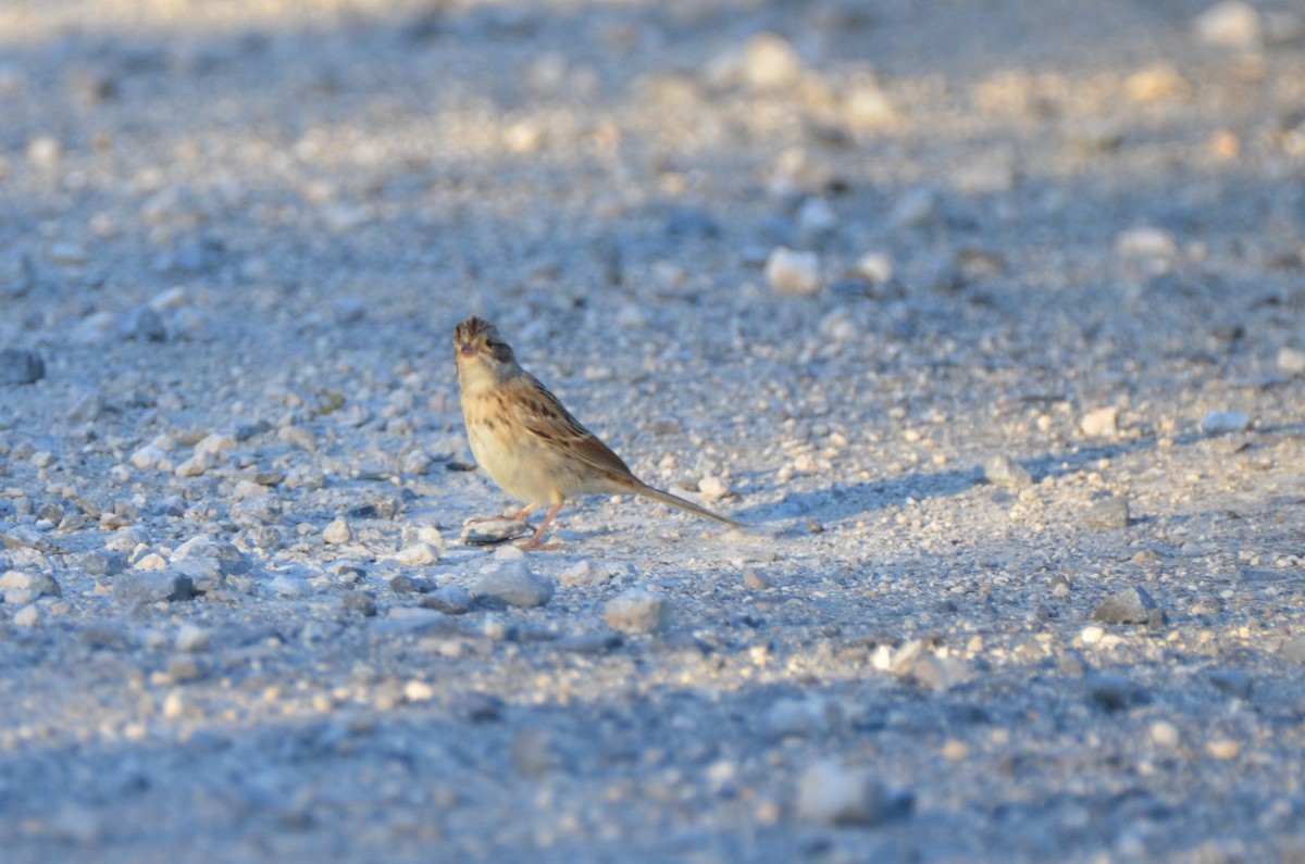 Clay-colored Sparrow - Jody Shugart