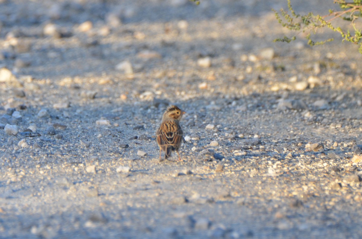 Clay-colored Sparrow - ML73289661