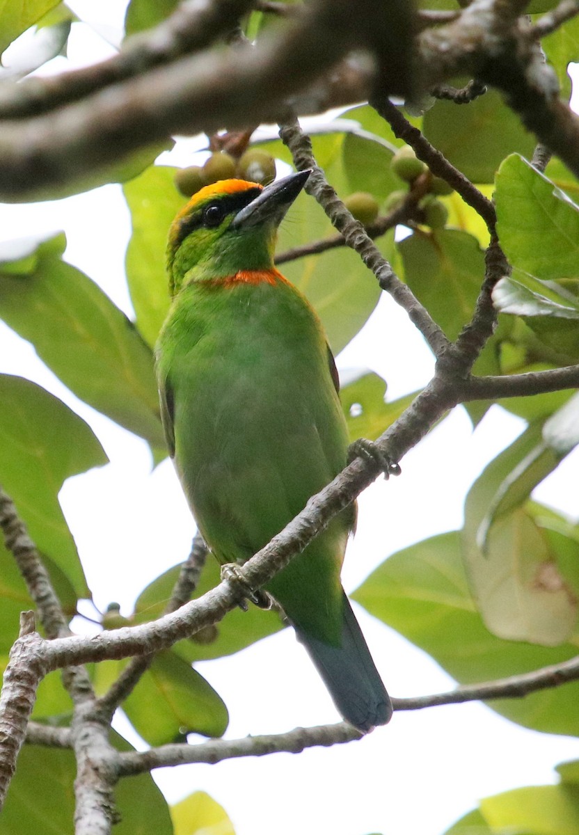 Flame-fronted Barbet - ML73291171