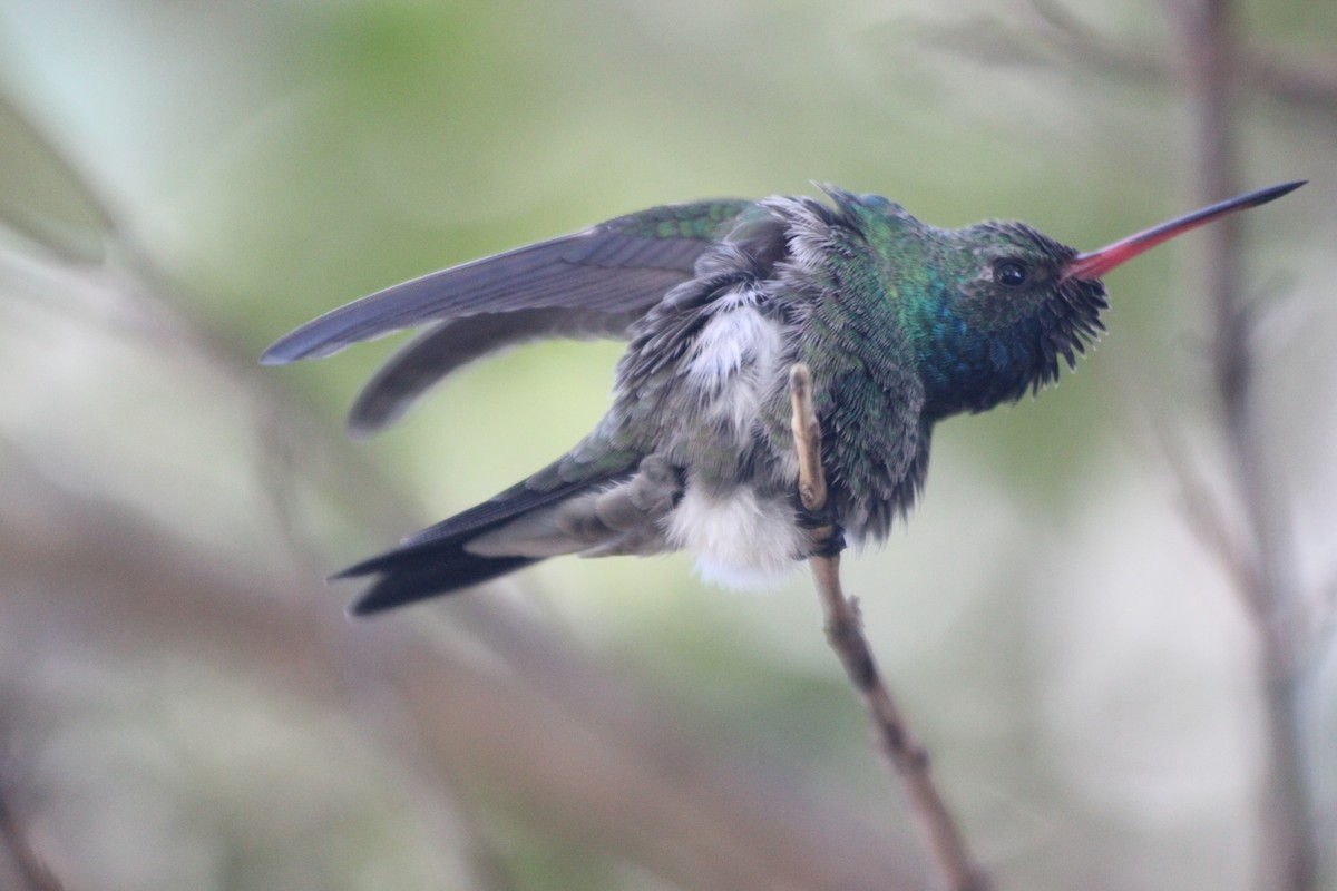 Broad-billed Hummingbird - ML73292231