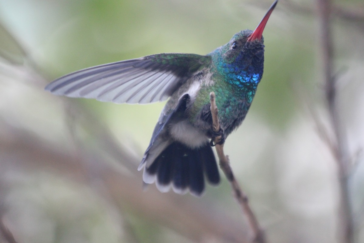Broad-billed Hummingbird - ML73292241