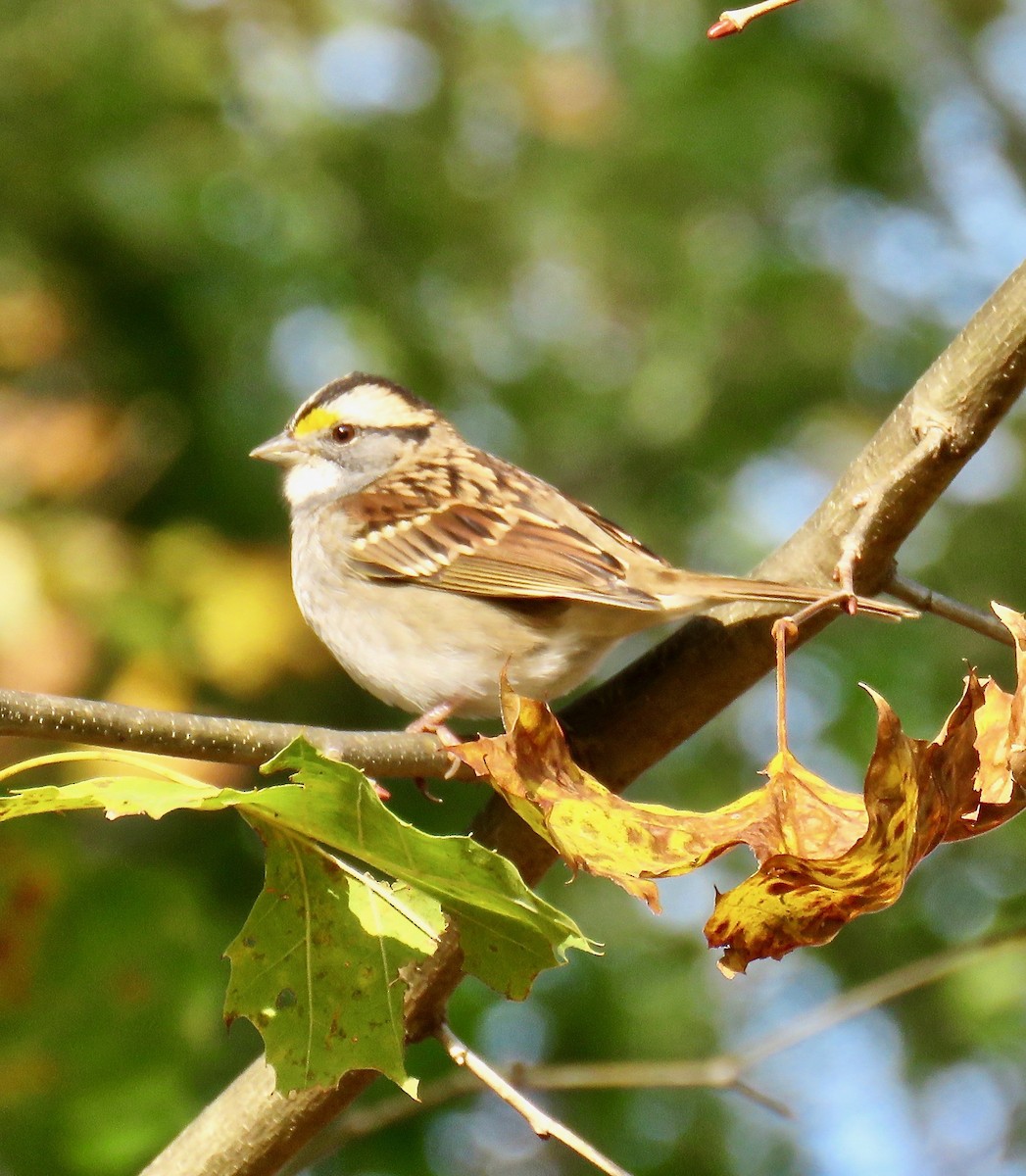 White-throated Sparrow - ML73294271