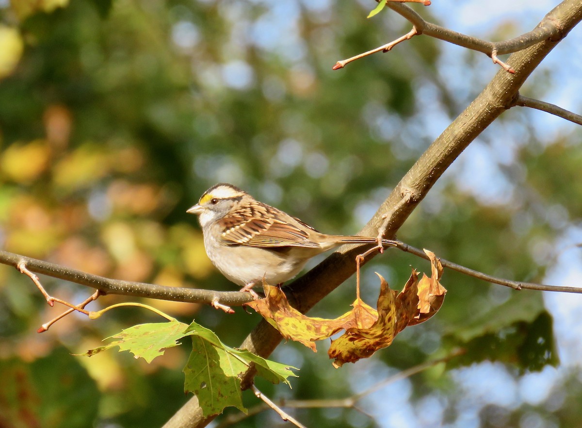 White-throated Sparrow - ML73294301