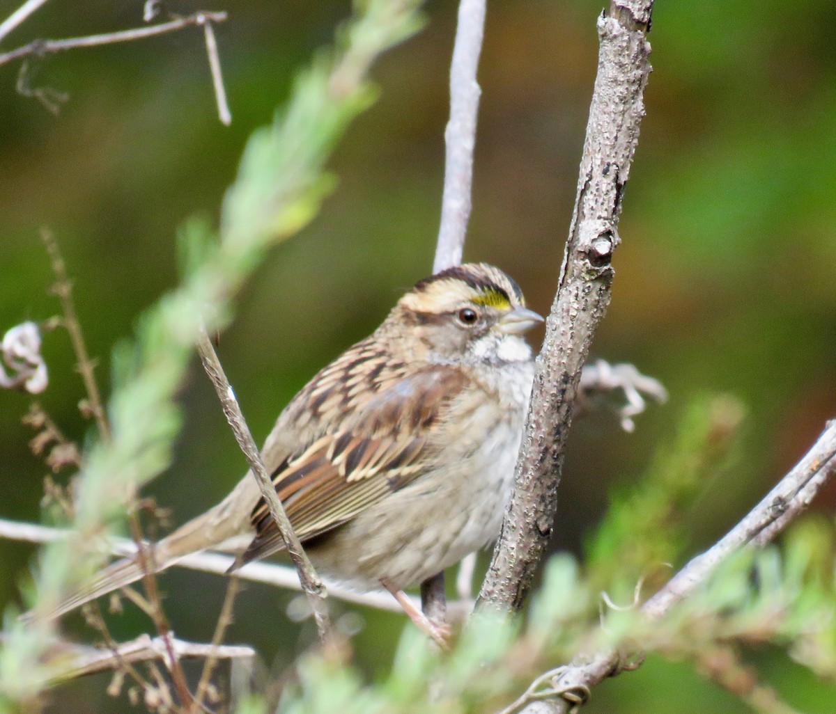 White-throated Sparrow - ML73294341
