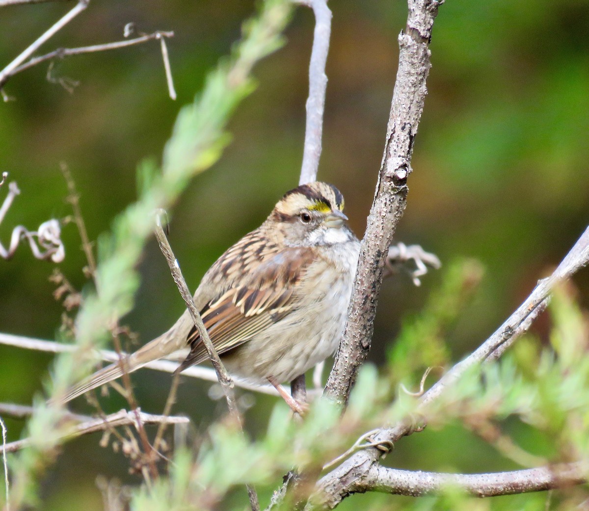 White-throated Sparrow - ML73294351