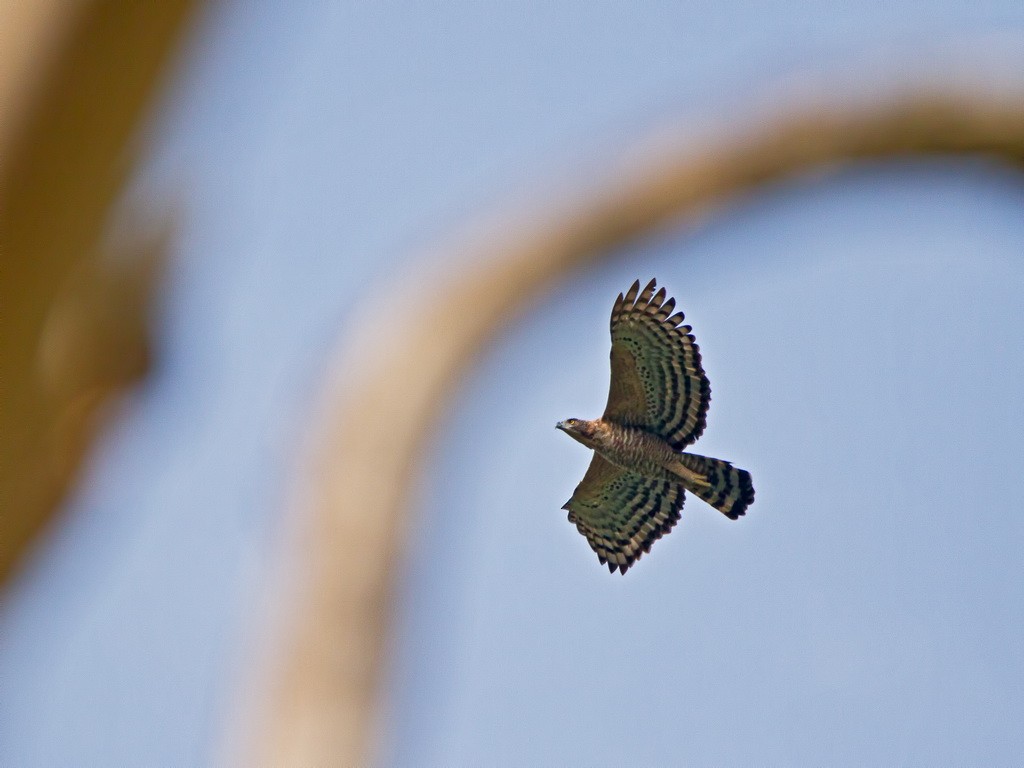 Legge's Hawk-Eagle - Muthu Narayanan