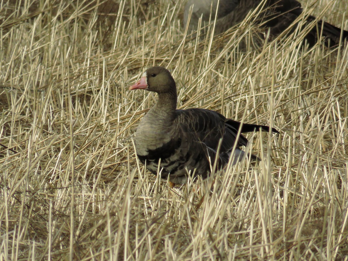 Greater White-fronted Goose - ML73295271