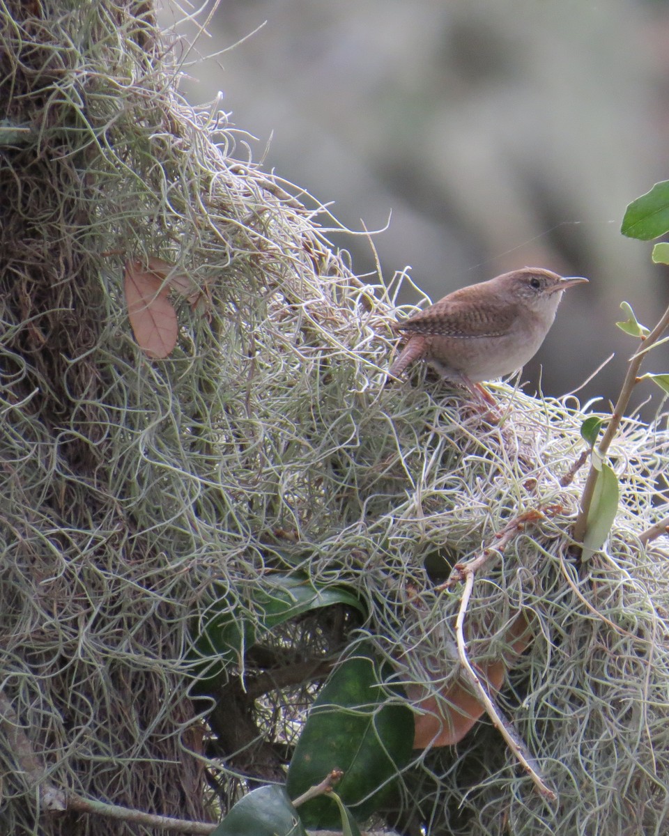 House Wren - Kathryn Young