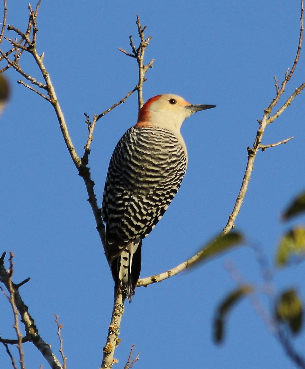 Red-bellied Woodpecker - ML73304351