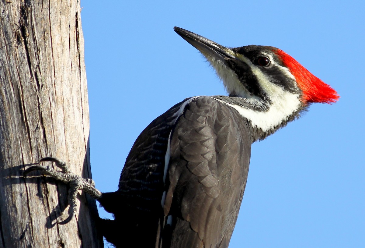 Pileated Woodpecker - ML73304591