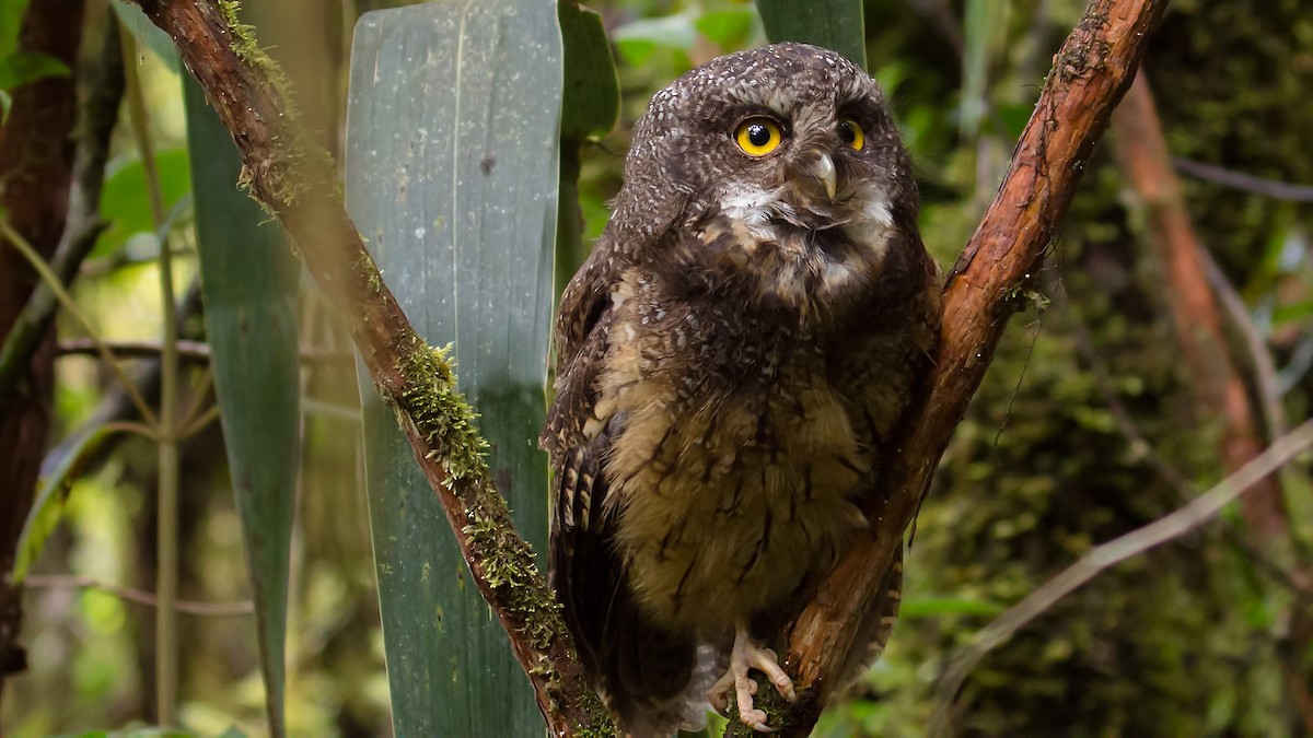 White-throated Screech-Owl - Renato Espinosa