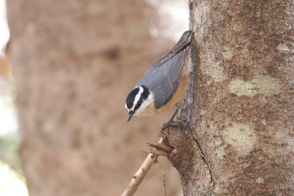 Red-breasted Nuthatch - Aaron Marshall
