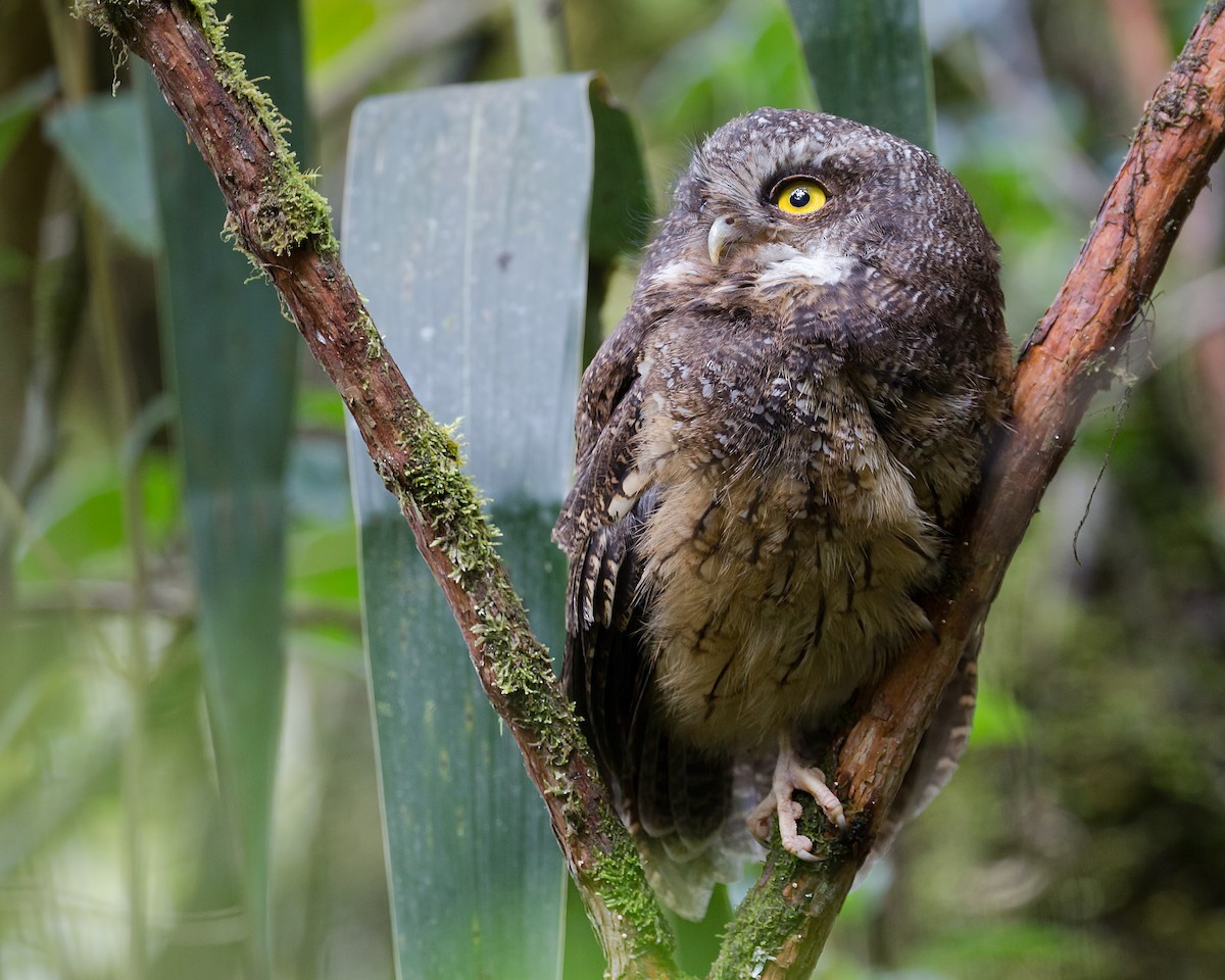 White-throated Screech-Owl - Renato Espinosa