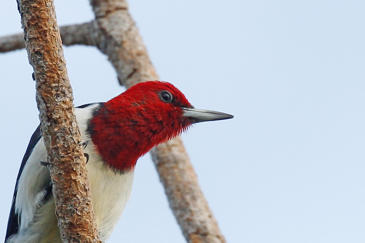 Red-headed Woodpecker - Linda Widdop
