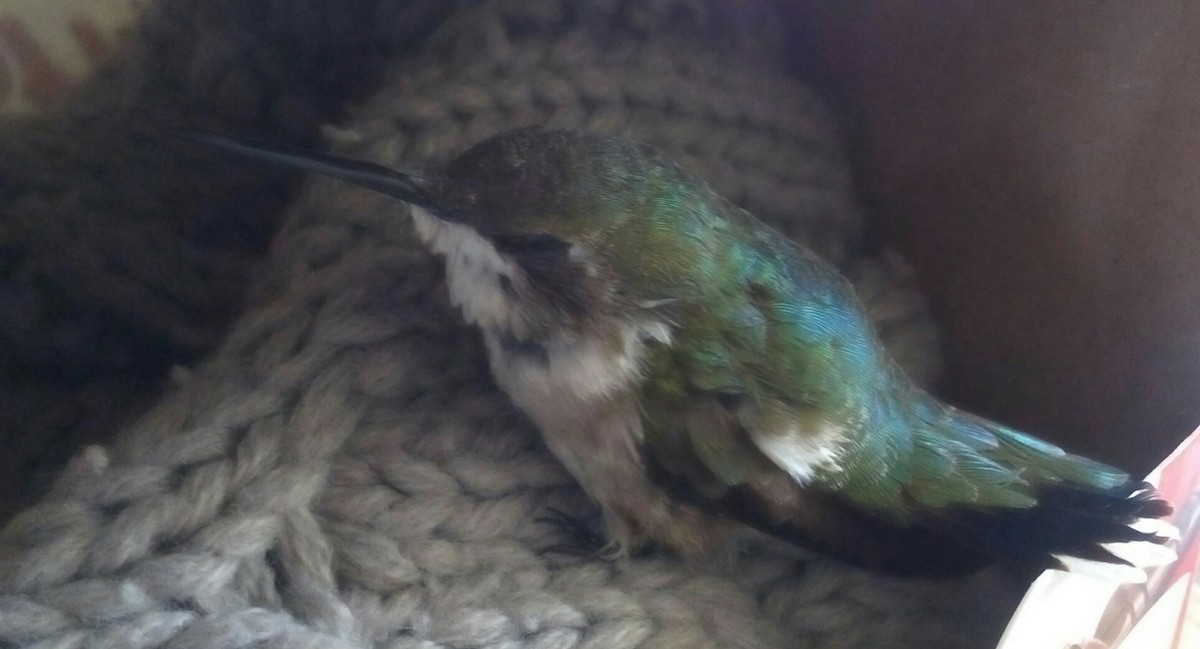 Ruby-throated Hummingbird - Manuel Becerril González