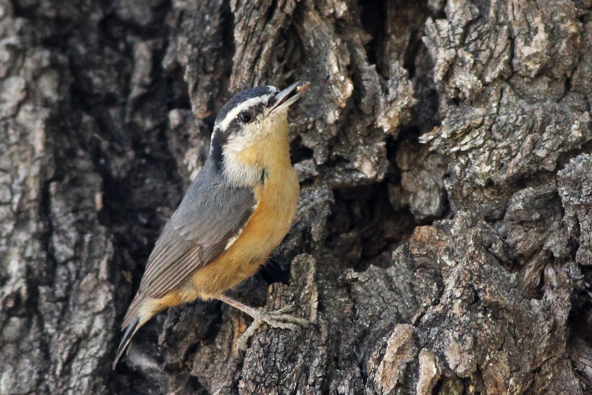 Red-breasted Nuthatch - ML73312601