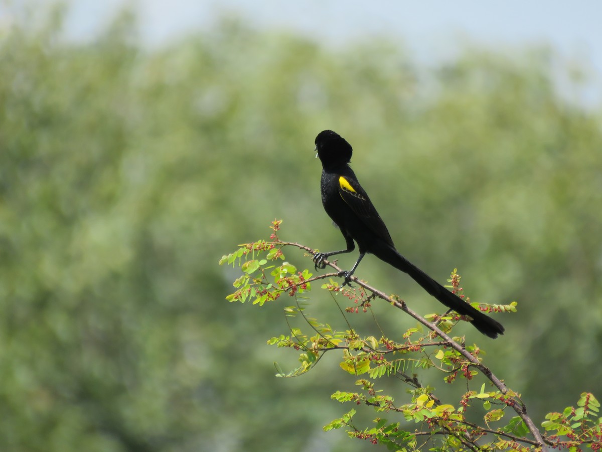 Yellow-mantled Widowbird - Monte Neate-Clegg