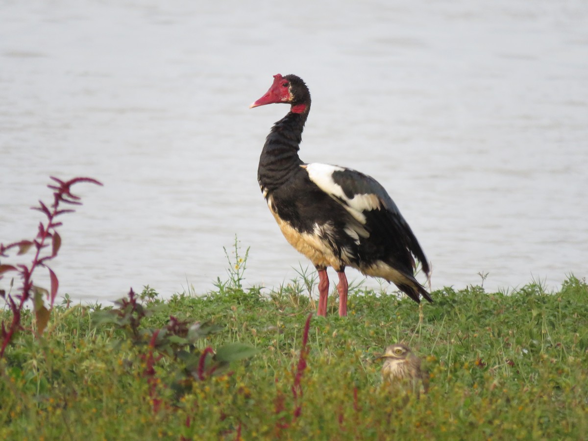 Spur-winged Goose (Northern) - ML73318571