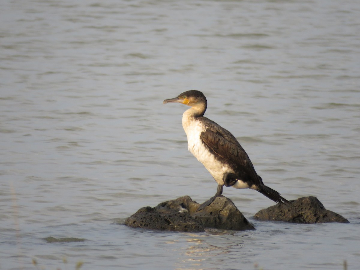 Great Cormorant (White-breasted) - ML73318591