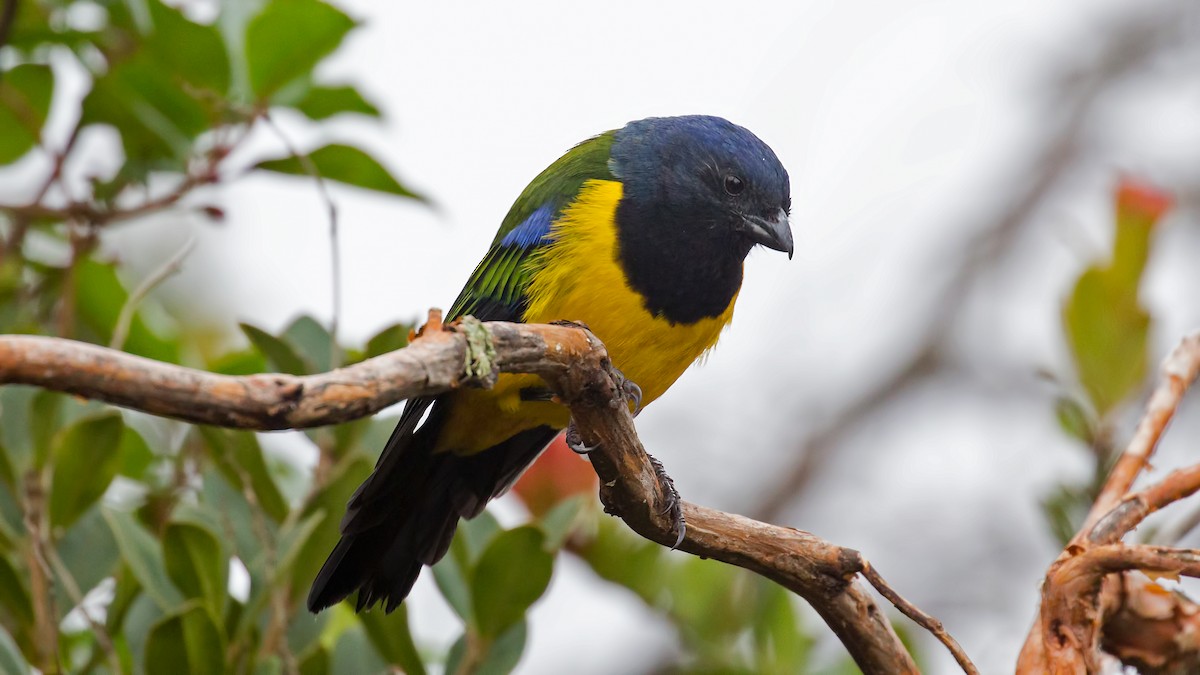 Black-chested Mountain Tanager - ML73318861