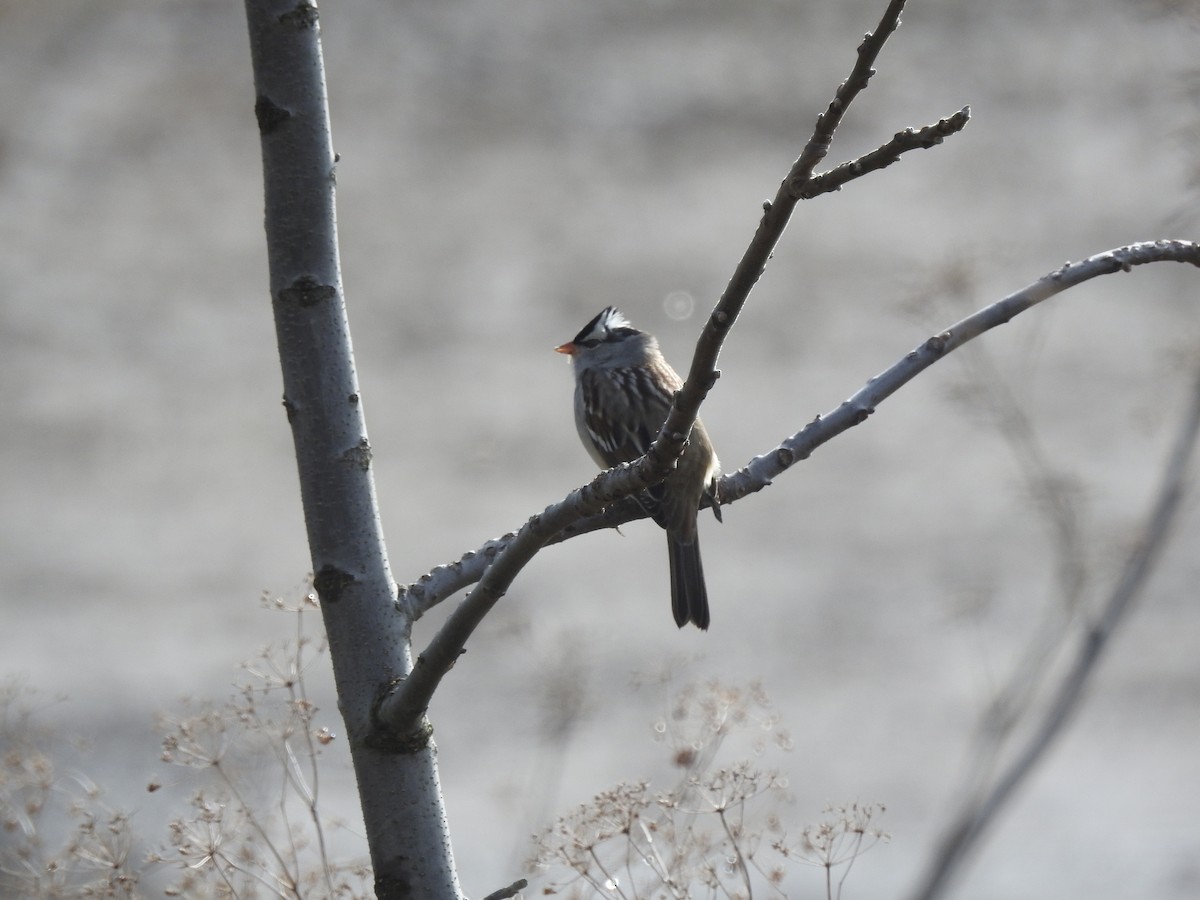 White-crowned Sparrow - ML73318941