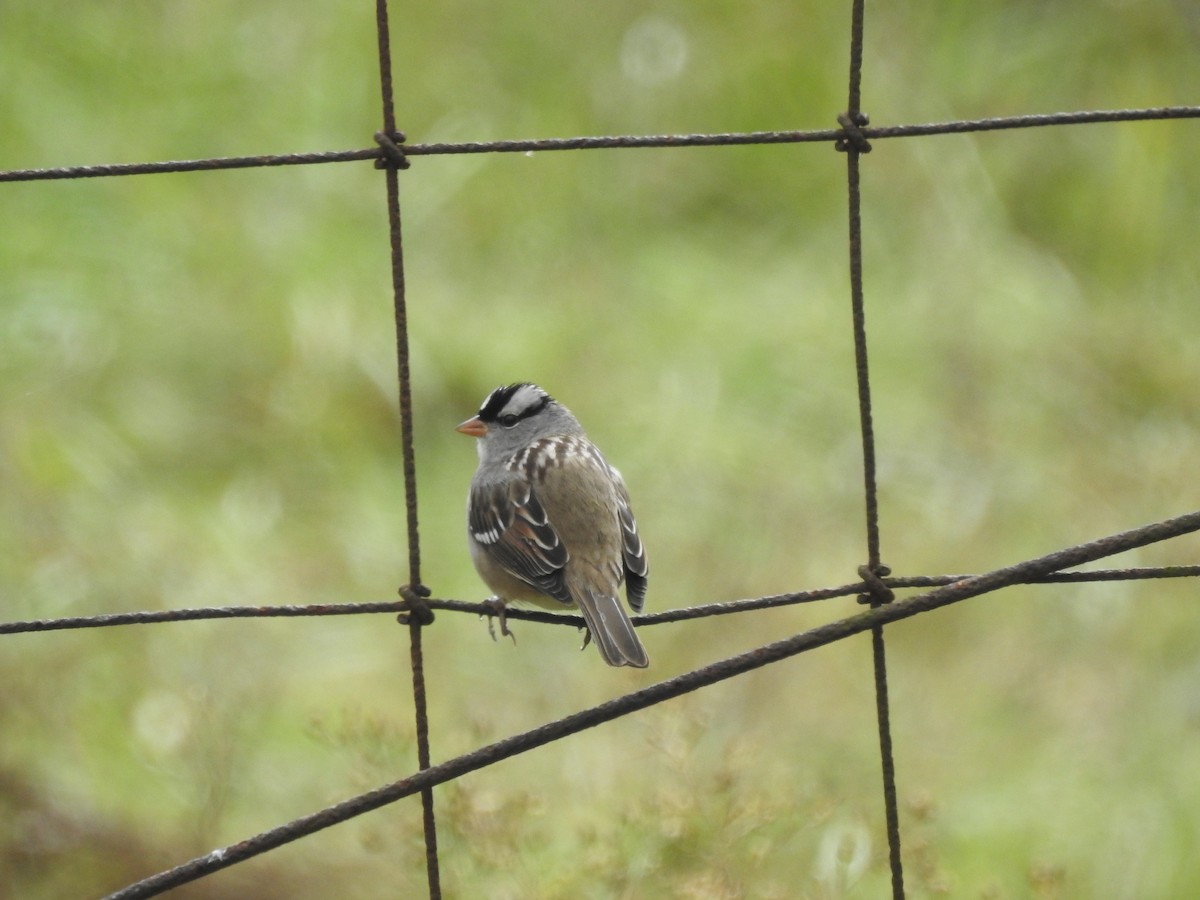 White-crowned Sparrow - Rick Luehrs