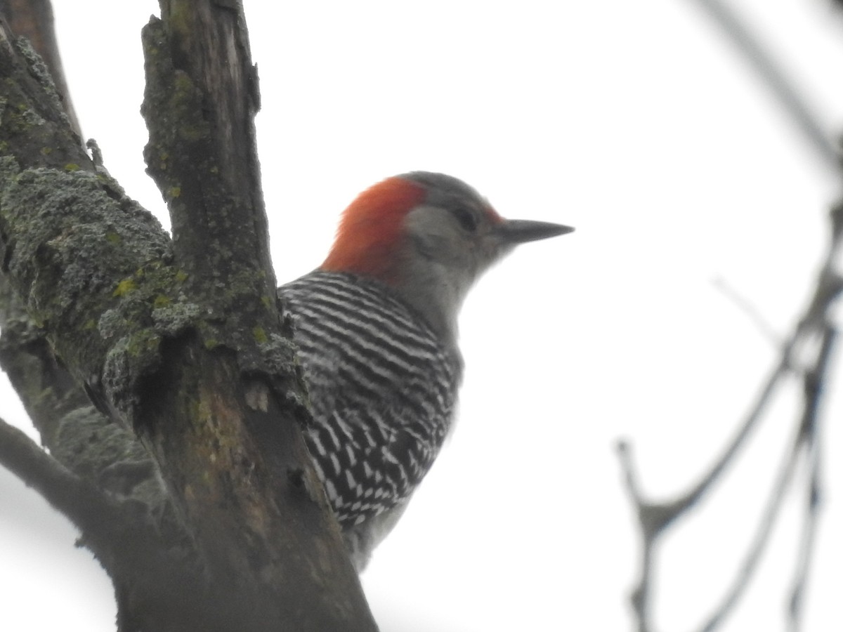 Red-bellied Woodpecker - ML73319011