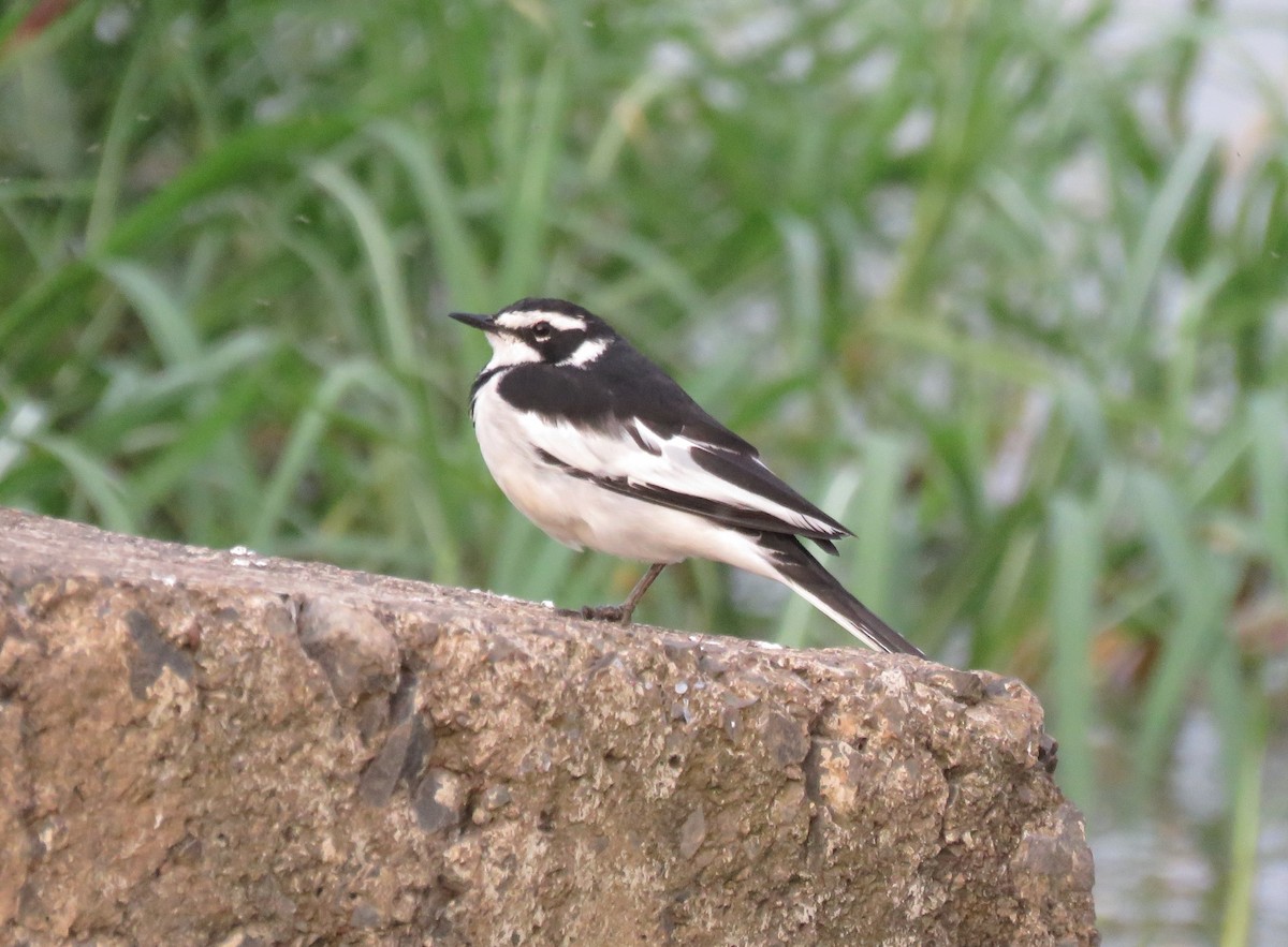 African Pied Wagtail - ML73319021