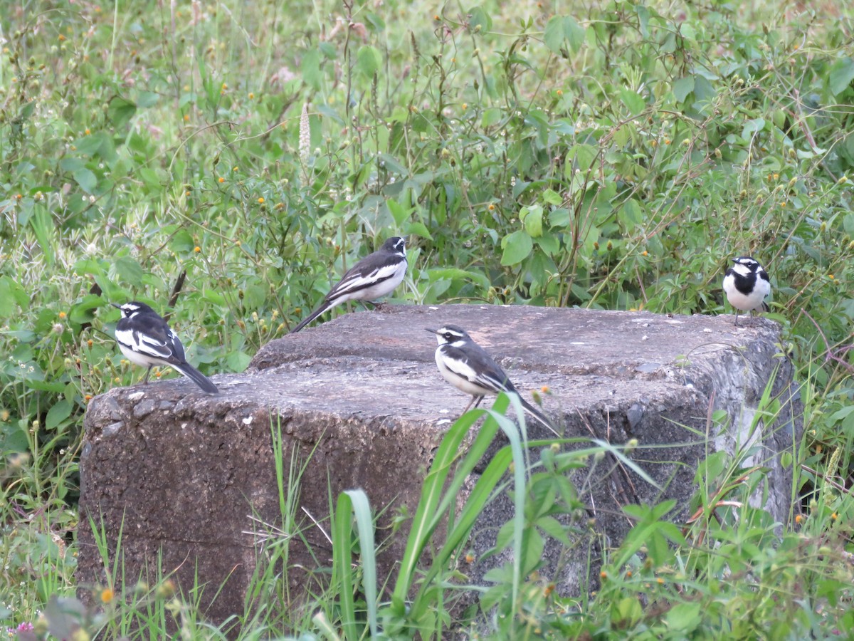 African Pied Wagtail - ML73319041
