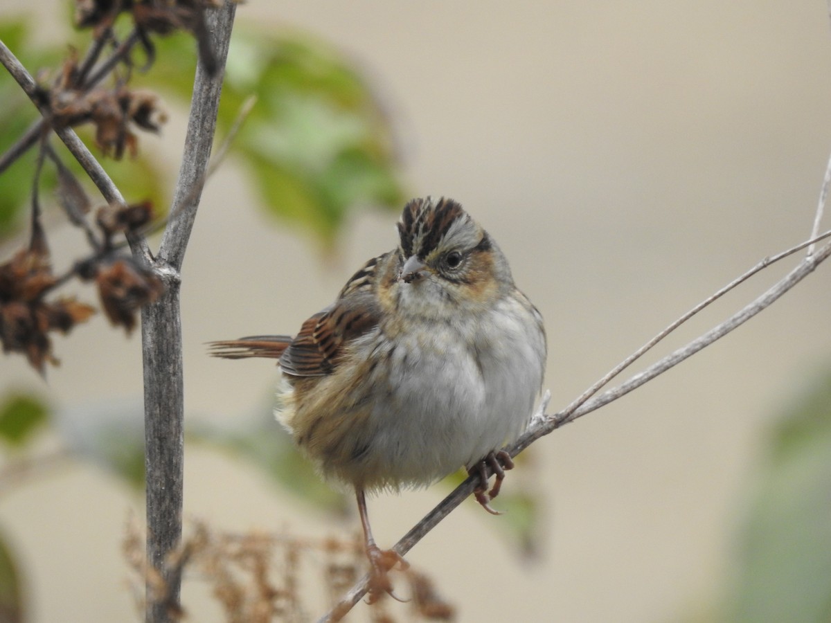Swamp Sparrow - Rick Luehrs