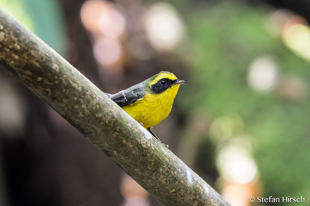 Yellow-bellied Fairy-Fantail - ML73319991
