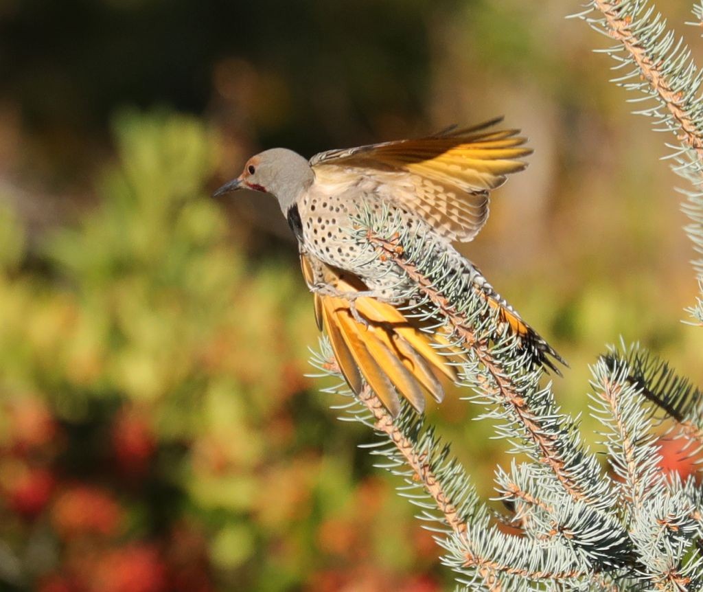 Northern Flicker (Yellow-shafted x Red-shafted) - ML73321451