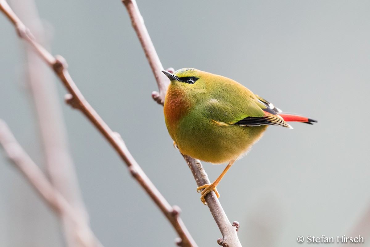 Fire-tailed Myzornis - ML73321811