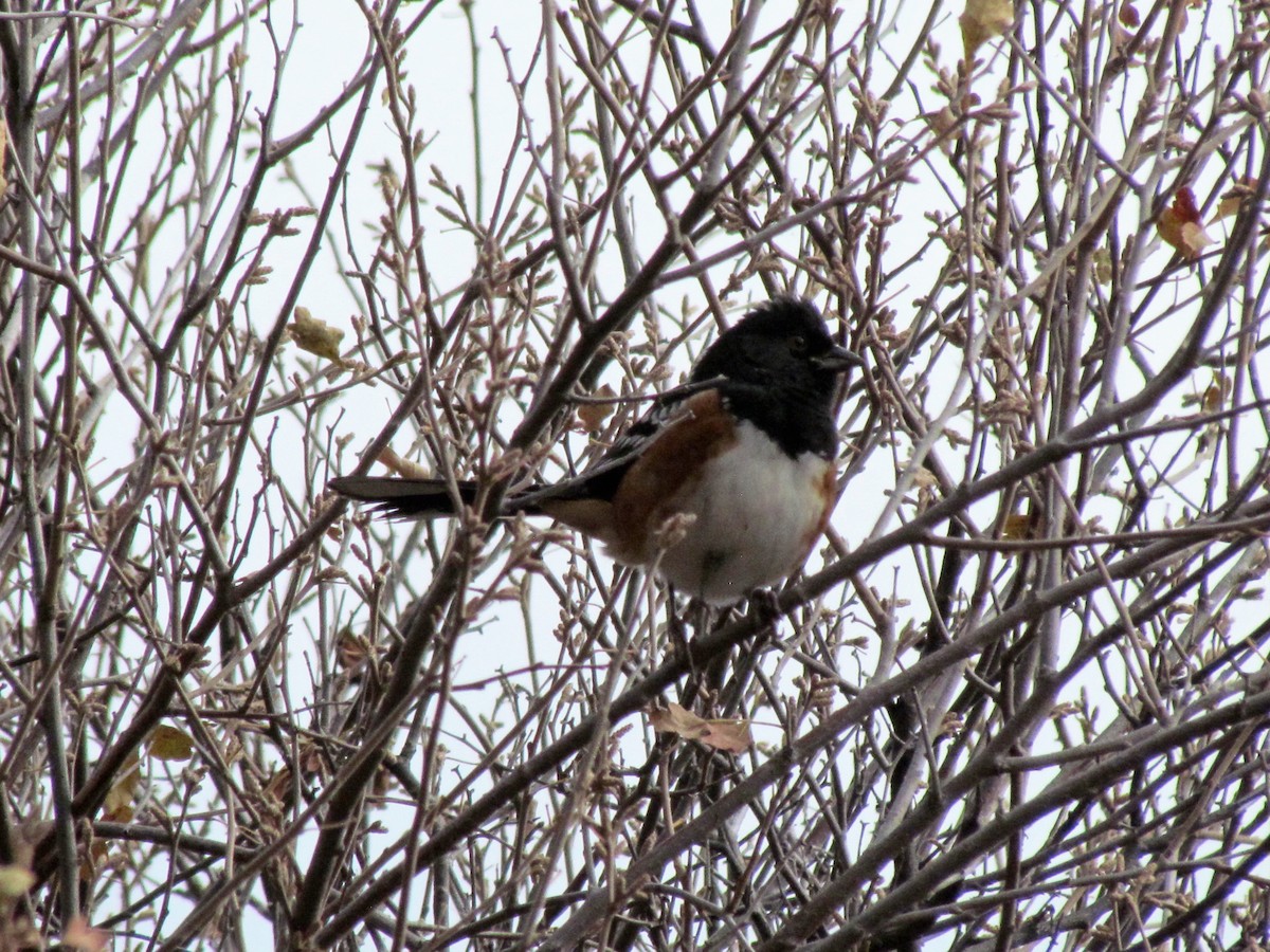 Spotted Towhee - ML73322031