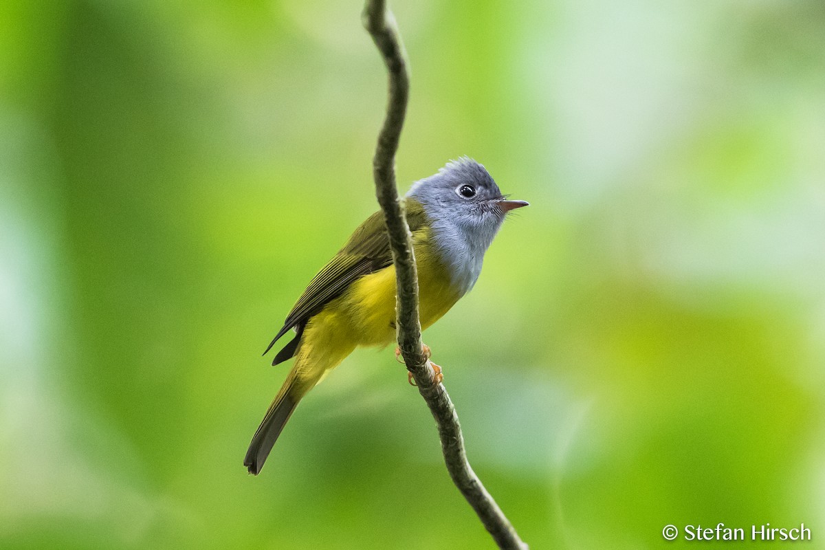 Gray-headed Canary-Flycatcher - ML73325201