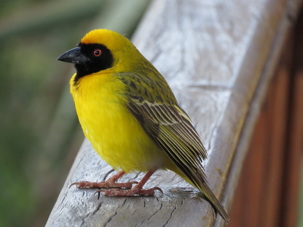 Southern Masked-Weaver - Monte Neate-Clegg
