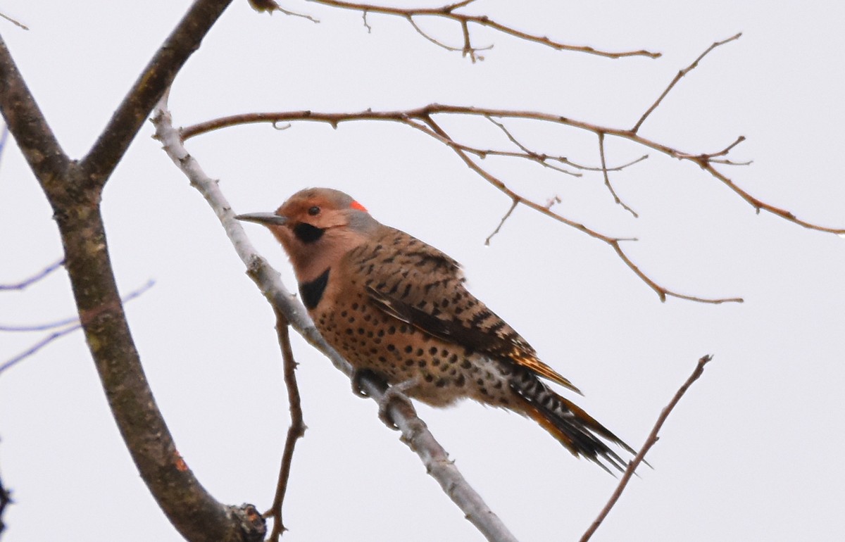Northern Flicker (Yellow-shafted) - ML73332311