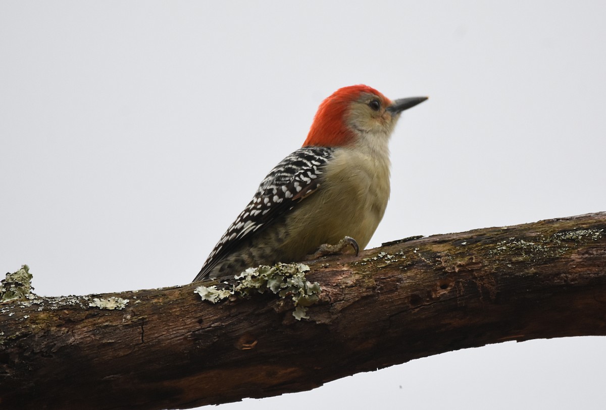 Red-bellied Woodpecker - Glenn Wyatt