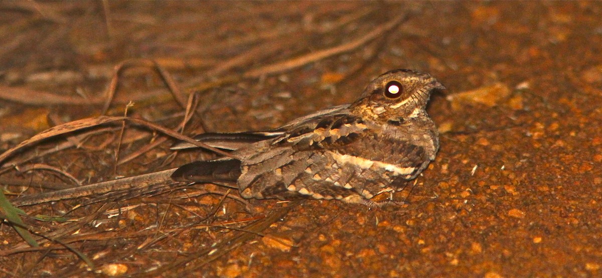 Long-tailed Nightjar - Don Roberson