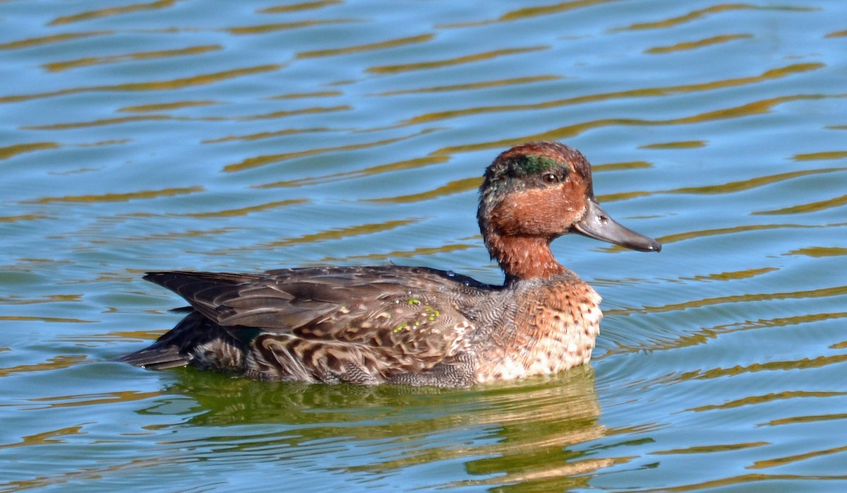 Green-winged Teal - ML73338231