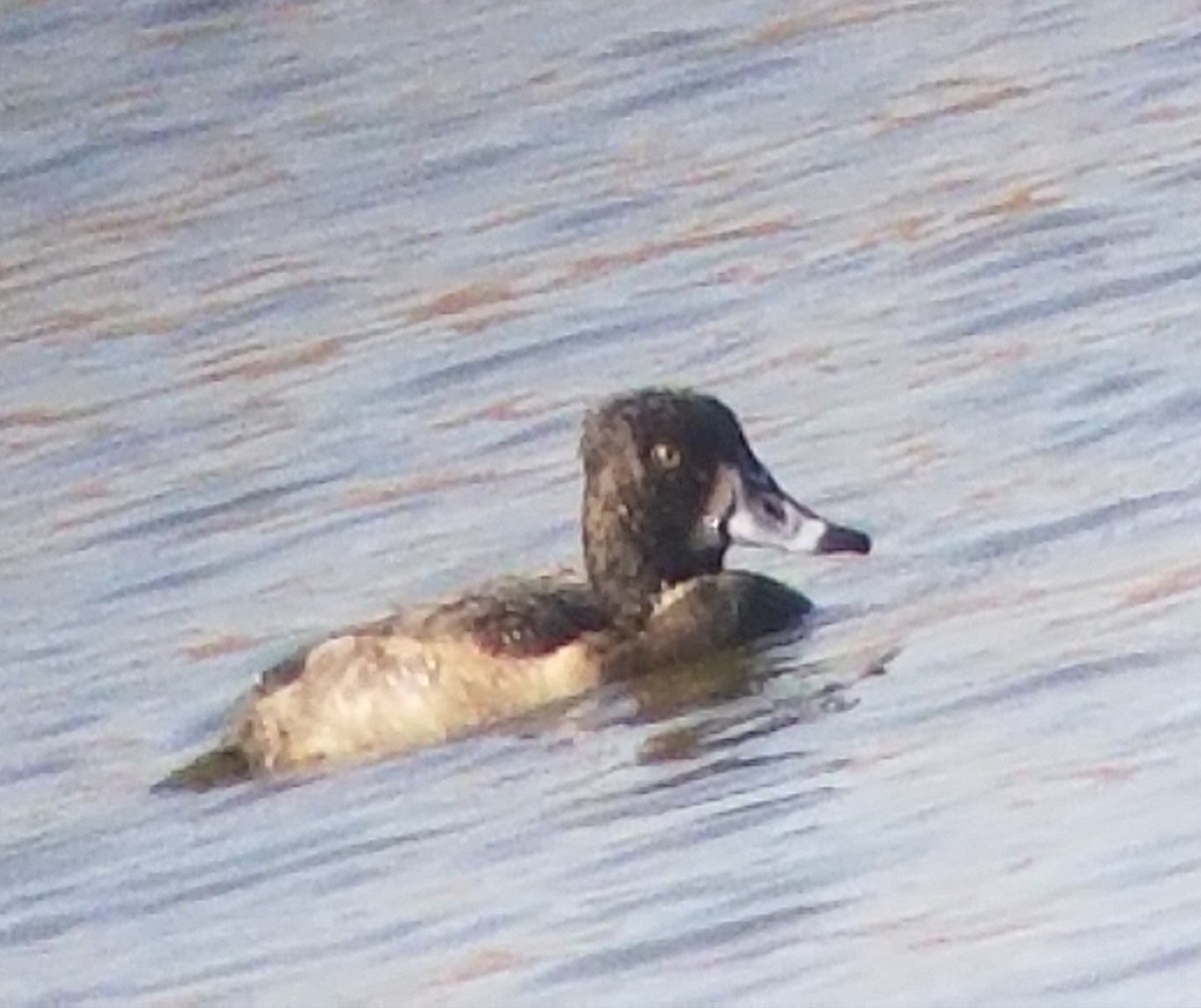 Ring-necked Duck - ML73341331