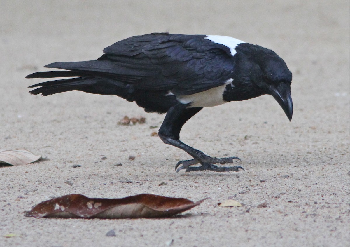 Pied Crow - Don Roberson