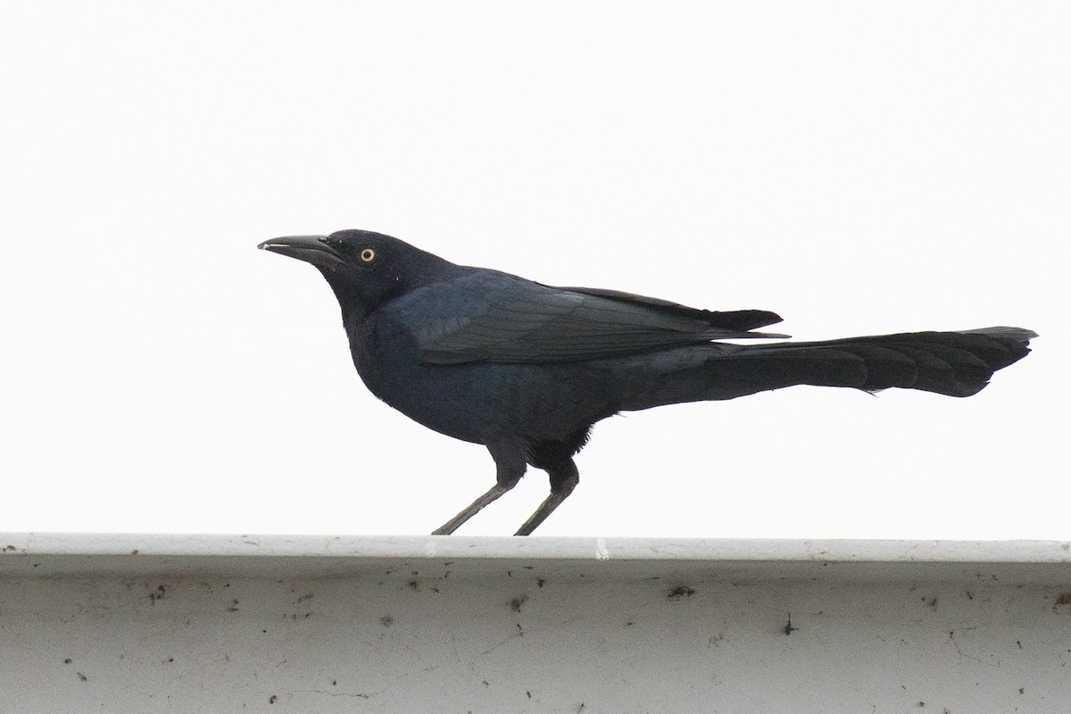 Great-tailed Grackle - ML73341991
