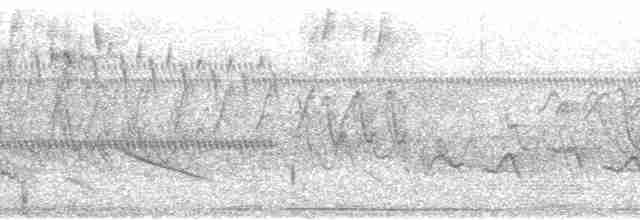 Pale-browed Tinamou - ML73343