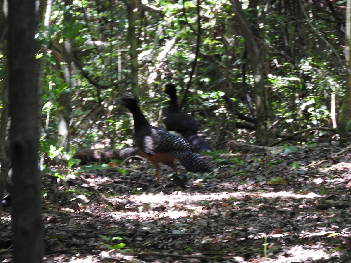 Bare-faced Curassow - ML73343111