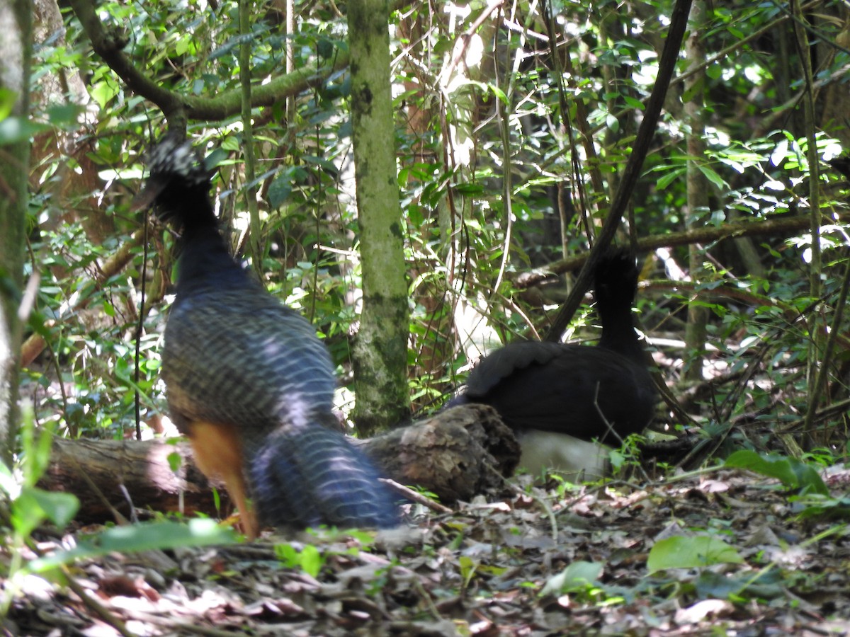 Bare-faced Curassow - ML73343121