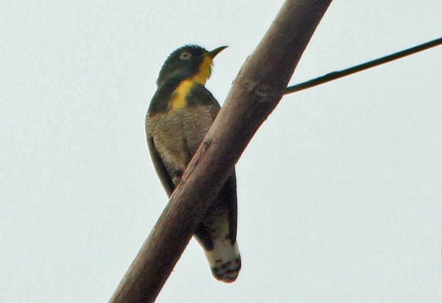 Yellow-throated Cuckoo - ML73343981