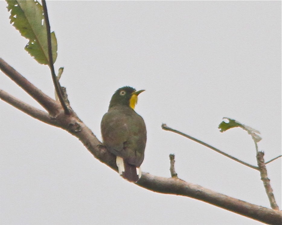 Yellow-throated Cuckoo - ML73344211